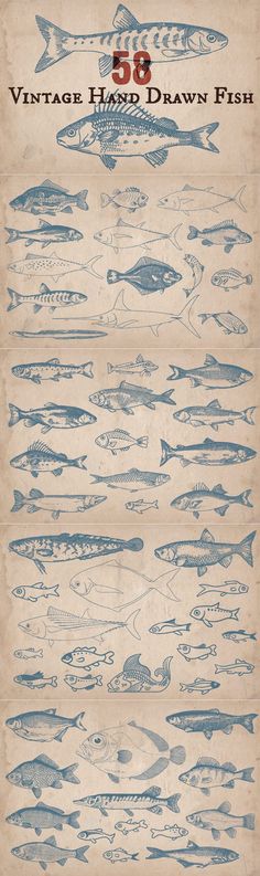 an old poster with fish drawn on it's sides and the words vintage hand drawn fish