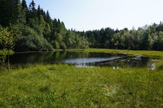 a small pond in the middle of a grassy field with trees and grass around it