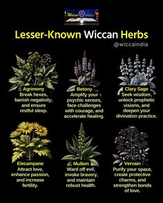 Unlock the hidden magick of these lesser-known herbs and enhance your practice! Different Herbs And Their Uses, Basic Herbs For Witchcraft, Magical Herbs And Their Uses, Herb Meanings, Magical Herbs Witchcraft, Witchy Herbs, Herb Magick, Wicca Herbs, Psychic Senses