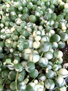 green and white flowers in a pot on the ground