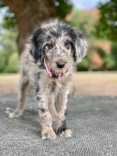 a small gray and black dog standing on top of a cement ground next to a tree