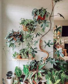 a living room filled with lots of green plants