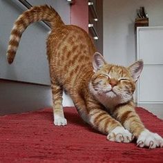 an orange and white cat standing on top of a red rug