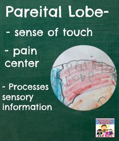 a green chalkboard with writing on it that says parental lobe - sense of touch pain center