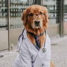 a golden retriever dog wearing a doctor's coat and glasses