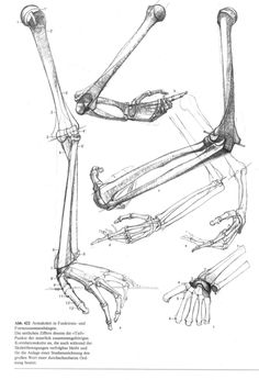 an image of a drawing of bones and hands