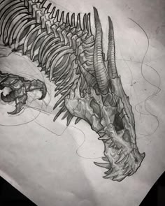 a drawing of a dinosaur skeleton on paper