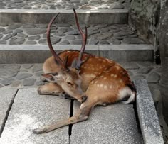 an antelope laying down on the ground with its head turned to the side