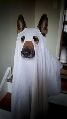 a dog wearing a white ghost costume