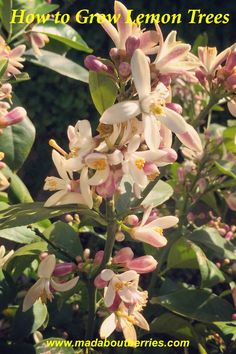 the flowers are blooming on the tree in front of the bushes and trees with green leaves