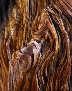 the bark of an old tree is brown and has swirly patterns on it's surface