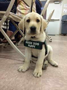 a puppy sitting on the floor wearing a guide dog harness