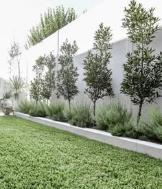 an outdoor garden with grass and trees in the background, along side a white wall