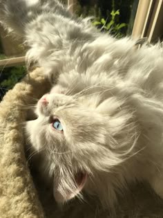 a fluffy white cat laying on its back in a window sill looking out the window