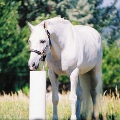 a white horse standing next to a tall pole in the middle of a grass field