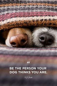 two dogs peeking out from under a blanket with the caption saying,'petting, scratching, and cuddling a dog could be as soothing to the mind and heart as