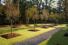 a park with lots of trees and grass