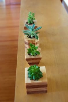 small succulents are arranged in wooden blocks on a long table top,