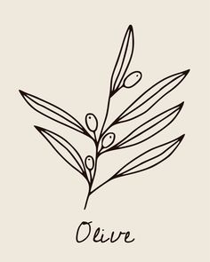 an olive branch with leaves and the word olive written in cursive ink on a beige background