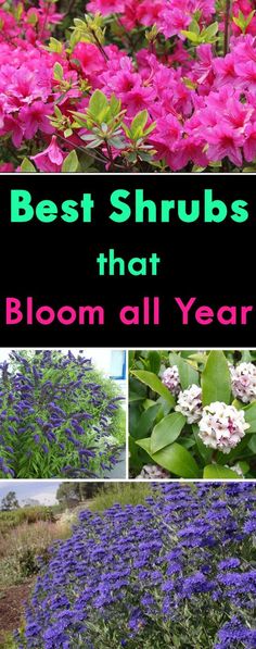 the best shrubs that bloom all year round