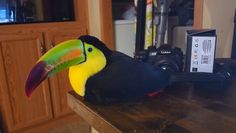 a toucan bird sitting on top of a wooden table next to a camera