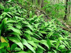 a lush green forest filled with lots of plants