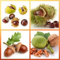 the four pictures show different types of fruits and nuts, including chestnuts, walnuts, acorns, and more