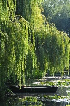 there is a boat that is sitting in the water next to some trees and lily pads