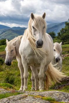 three white horses standing on top of a grass covered field