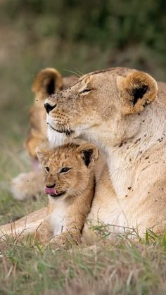 two young lions cuddle together in the grass