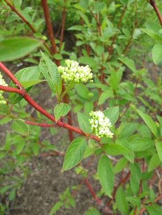 small white flowers are growing on the branch of a tree in the woods, with green leaves and red stems