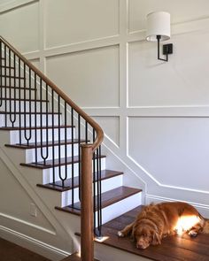 a dog laying on the ground in front of a stair case next to a lamp