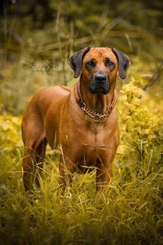 a large brown dog standing on top of a lush green field next to tall grass