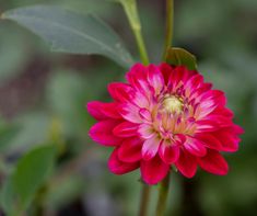 a pink flower with green leaves in the background