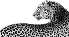 a black and white photo of a cheetah standing in front of a white background