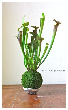 a potted plant sitting on top of a wooden table