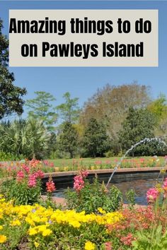 flowers are blooming in front of a pond with the words amazing things to do on pawleys island