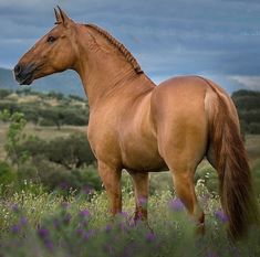 a brown horse standing on top of a lush green field filled with purple flowers under a cloudy sky