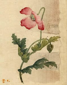 a pink flower with green leaves on a white background is depicted in an antique painting