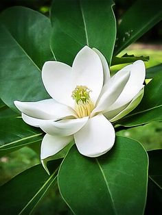 a white flower with green leaves in the background