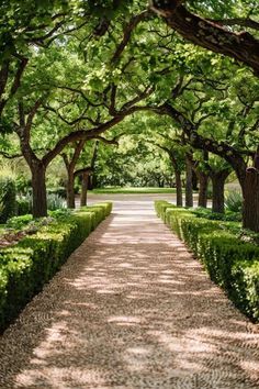 Tree Lined Driveway Ideas to Elevate Your Home Southern Driveway Entrance, Tree Avenue Driveway, Oak Tree Lined Driveway, Willow Tree Driveway, Hedge Lined Driveway, Bushes Lining Driveway, Houses With Long Driveways, Long Driveway Ideas Country Roads, Best Trees To Line A Driveway