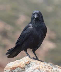 a black bird sitting on top of a rock