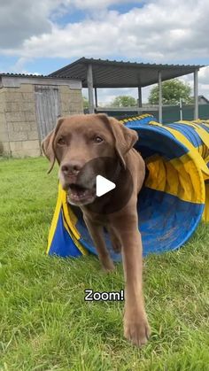 a brown dog standing in the grass next to a blue and yellow cone shaped tunnel