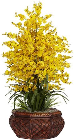 yellow flowers are in a brown basket on a white background and the plant is blooming