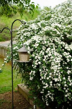 white flowers growing on the side of a building next to a bird feeder and tree