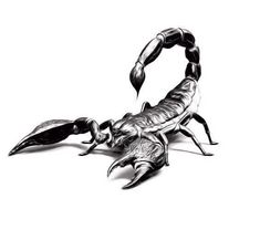 a black and white photo of a scorpion