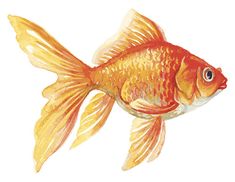 a goldfish swimming in the water on a white background