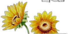 two yellow sunflowers with green stems and leaves on white background next to metal pipe