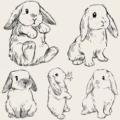 Bunny Reference, Bev Johnson, Bunny Sketches, Bunny Tattoos, Art Drawing Sketch, Rabbit Tattoos, Bunny Drawing, Bunny Art, Arte Sketchbook