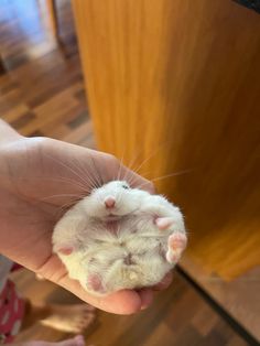 a small white hamster is held in someone's hand with it's paw